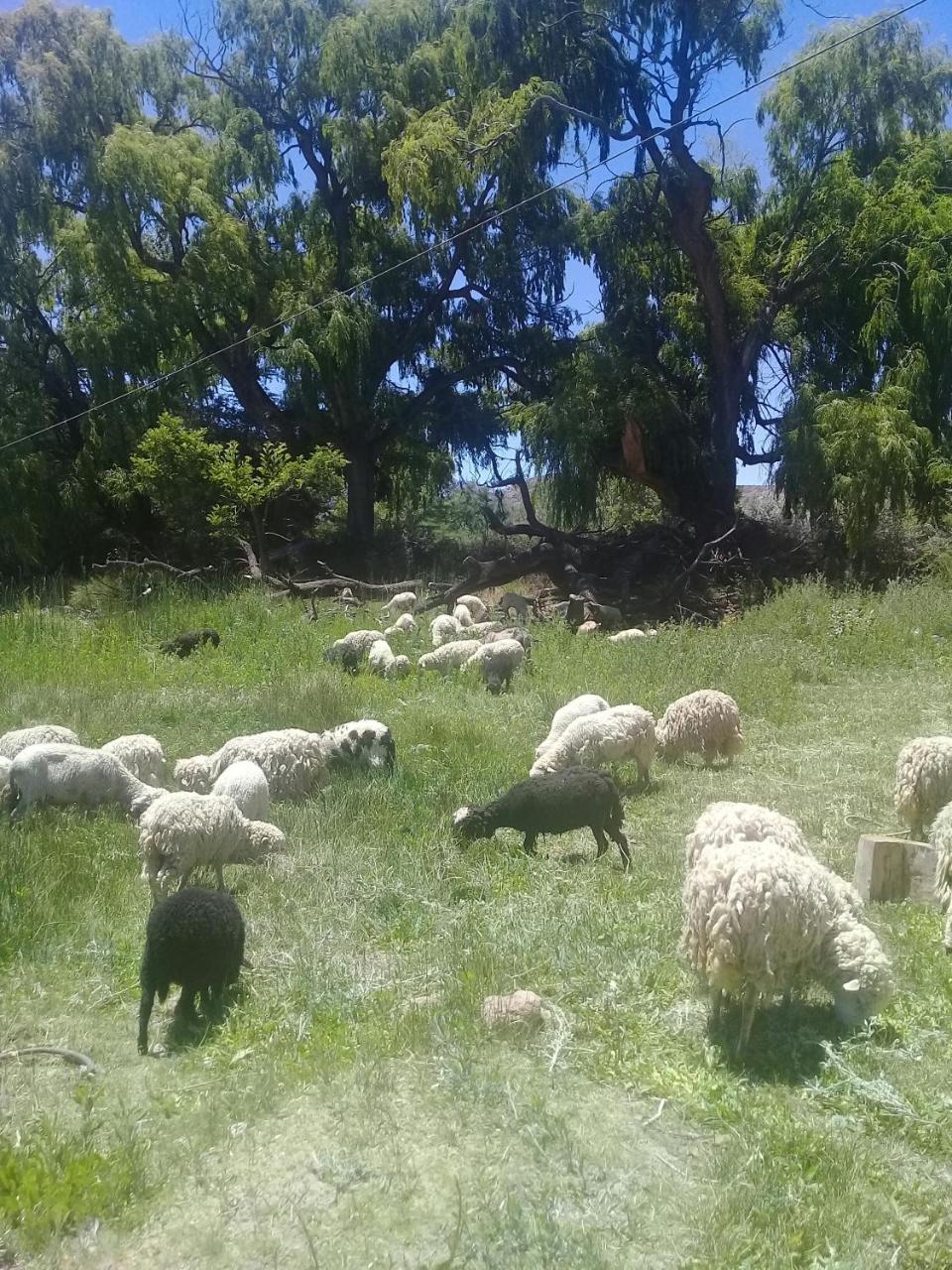Cabana El Cardon,Casita En El Campo Quebradeno Умауака Экстерьер фото